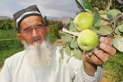 Продажа саженцев роз из Узбекистана